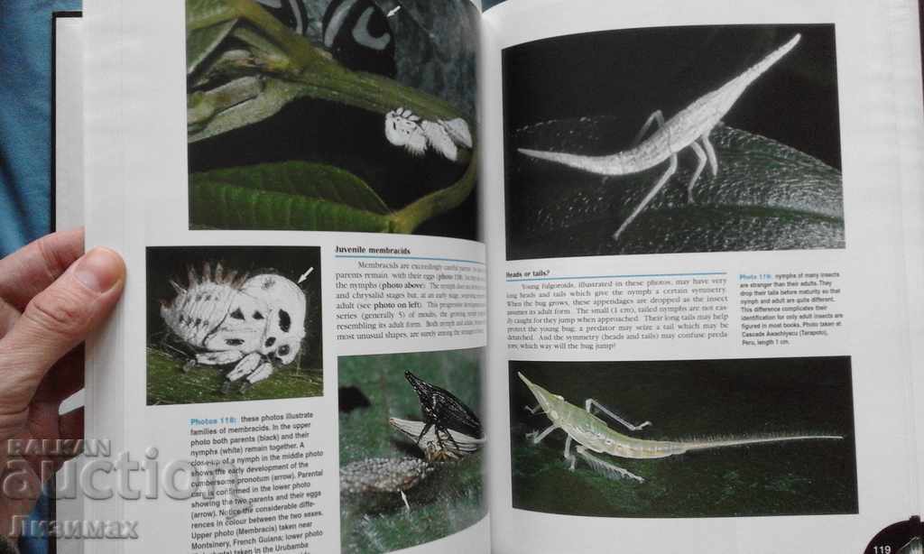 PROMOTION! Bruce Purser - Jungle Bugs in the Night - 5