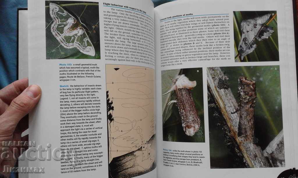 PROMOTION! Bruce Purser - Jungle Bugs in the Night - 6