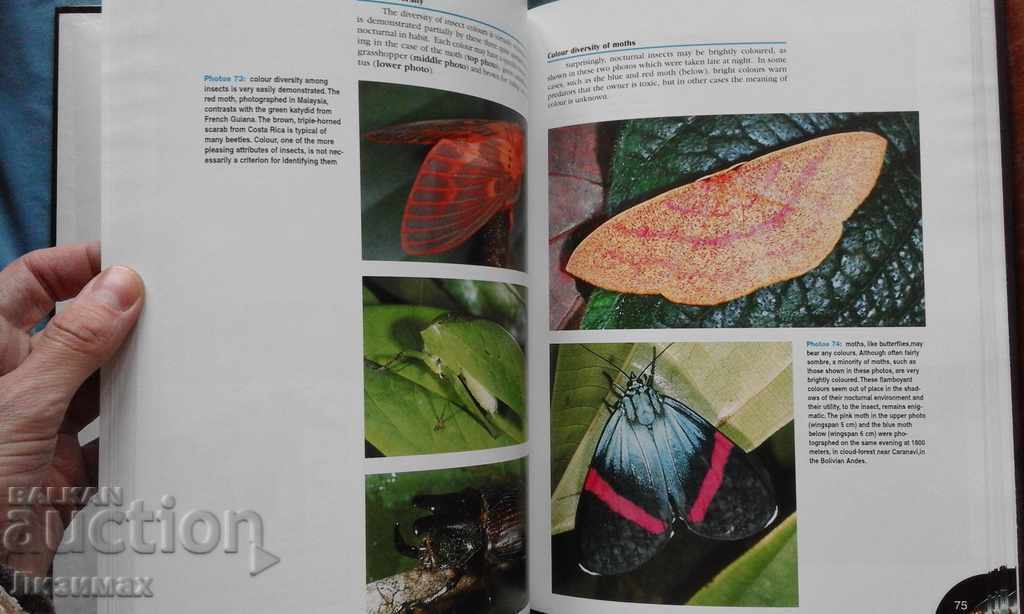 PROMOTION! Bruce Purser - Jungle Bugs in the Night - 7