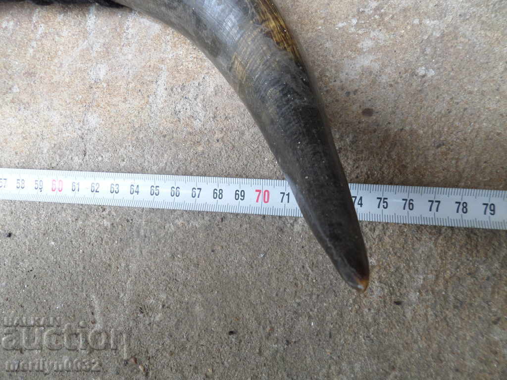 Old hunting horn horn iron 20th century - 6 Old hunting horn horn iron 20th century - 6
