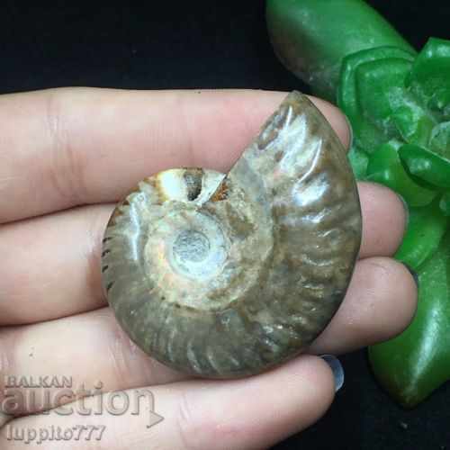 fossil natural marine with price 49.00 BGN | € 25.05 fossil natural marine with price 49.00 BGN | € 25.05