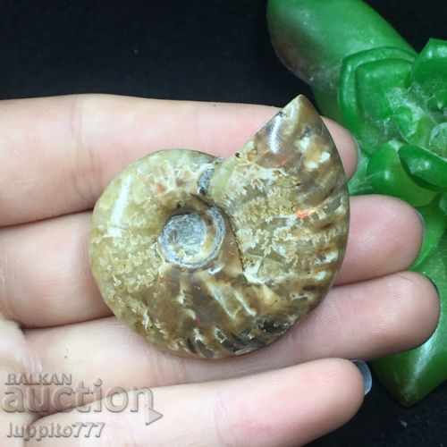 fossil natural marine with price 49.00 BGN | € 25.05 fossil natural marine with price 49.00 BGN | € 25.05