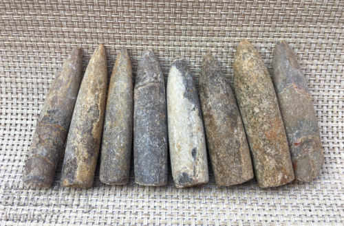 Auction  natural marine fossils
