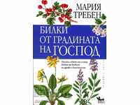 Ierburi din Grădina Domnului