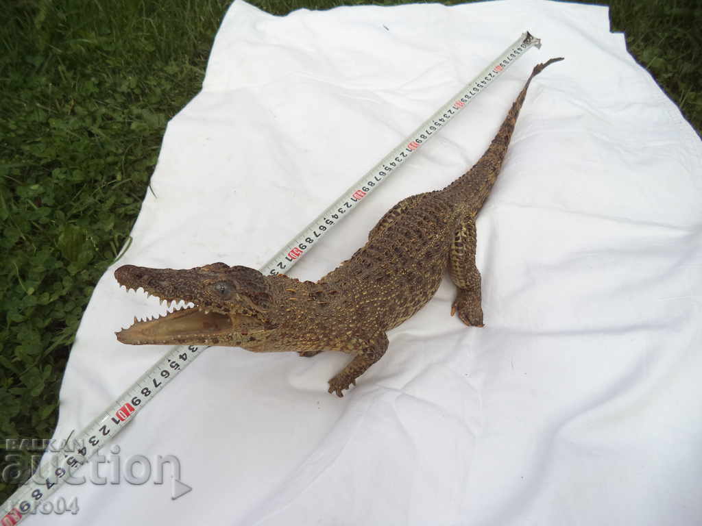 CROCODIL with price 2025.00 BGN | € 1035.37 CROCODIL with price 2025.00 BGN | € 1035.37