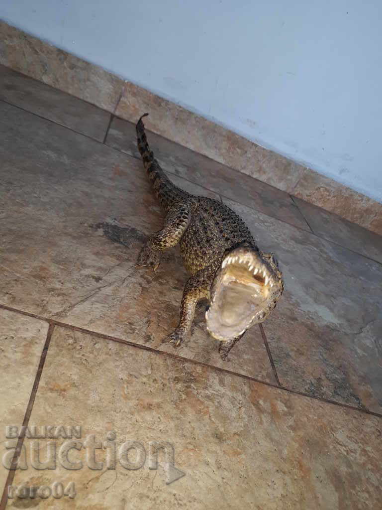 Auction CROCODIL Auction CROCODIL