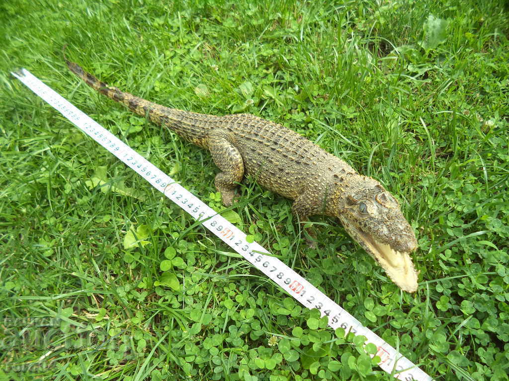 Delivery of CROCODIL Delivery of CROCODIL