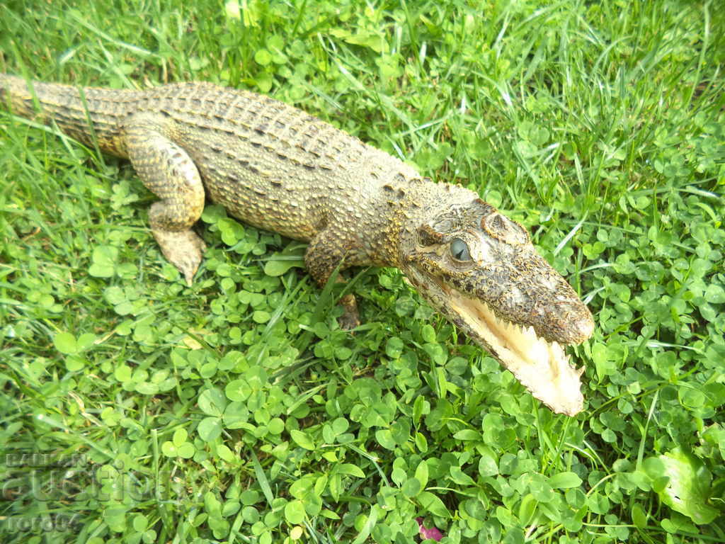 CROCODIL - 5 CROCODIL - 5