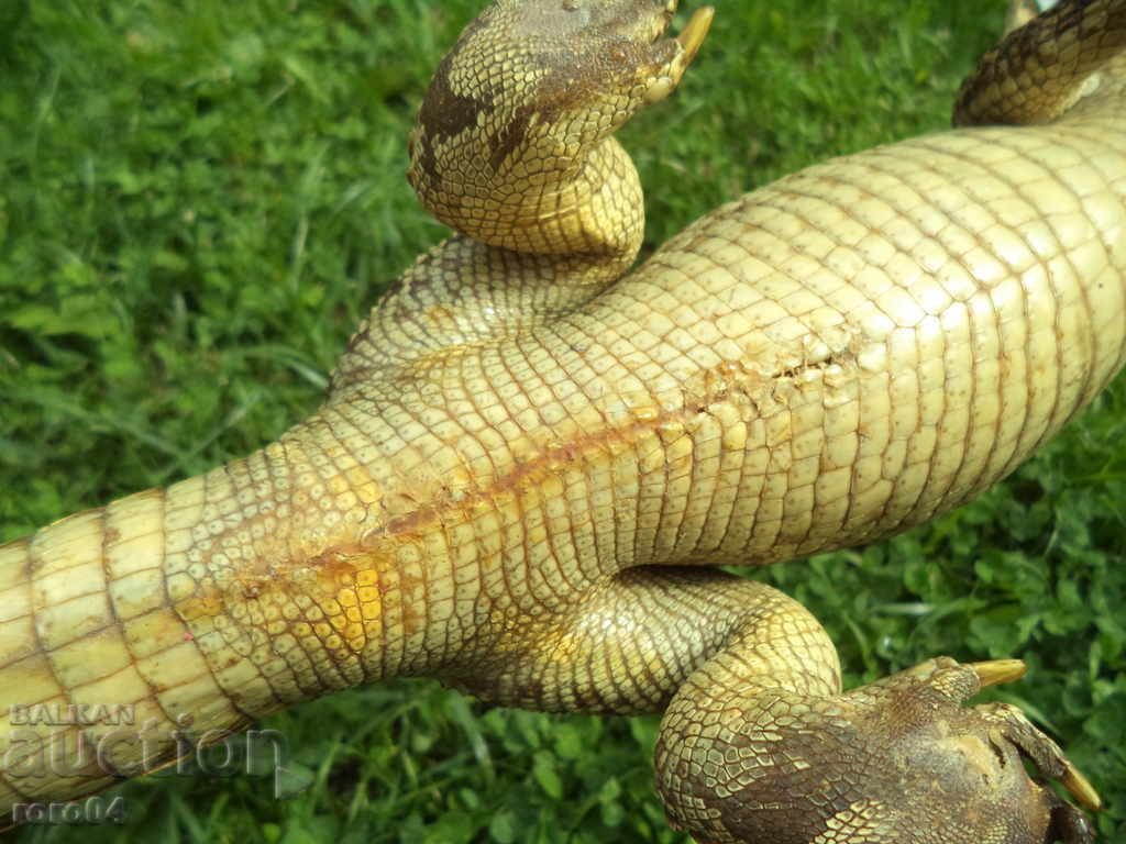 CROCODIL - 6 CROCODIL - 6