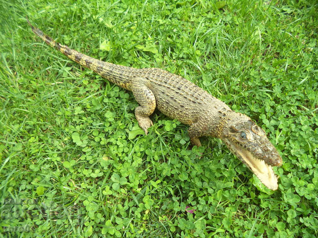 CROCODIL - 7 CROCODIL - 7