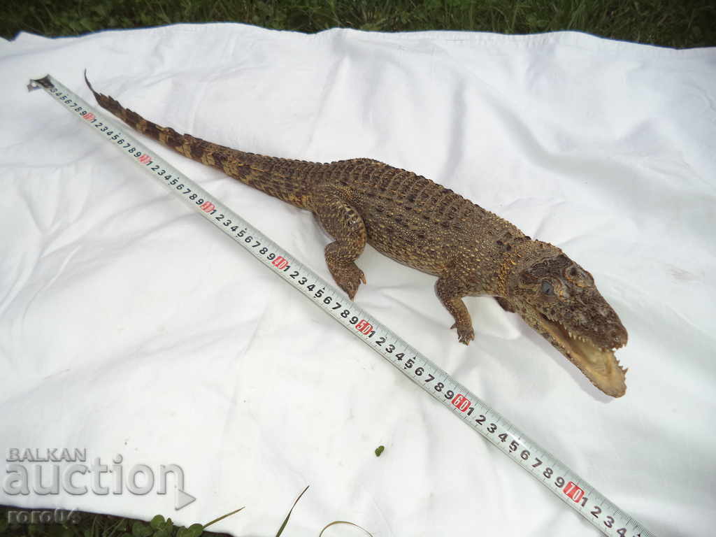 CROCODIL