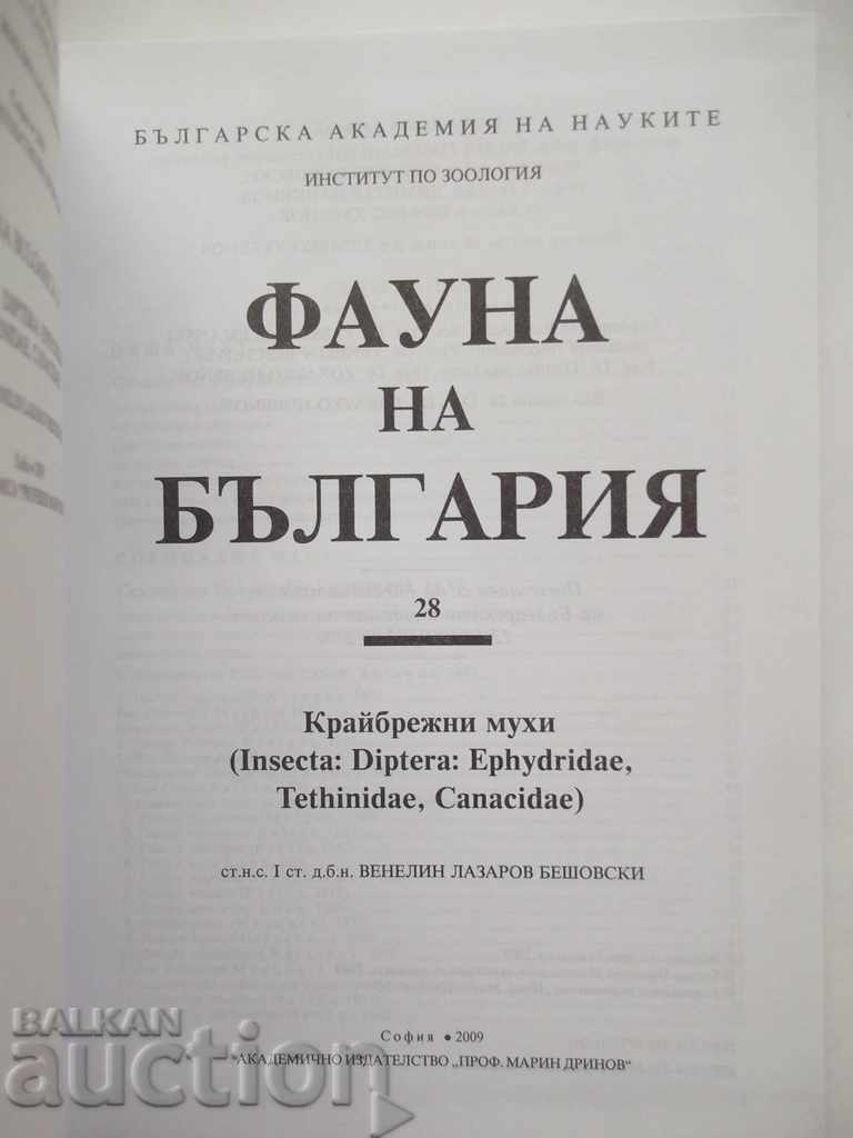 Фауна на България. Том 28: Крайбрежни мухи Венелин Бешовски с цена 30.00 лв. | € 15.34 Фауна на България. Том 28: Крайбрежни мухи Венелин Бешовски с цена 30.00 лв. | € 15.34