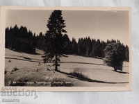 Pamporovo pădure vedere Paskov 1940 K 157