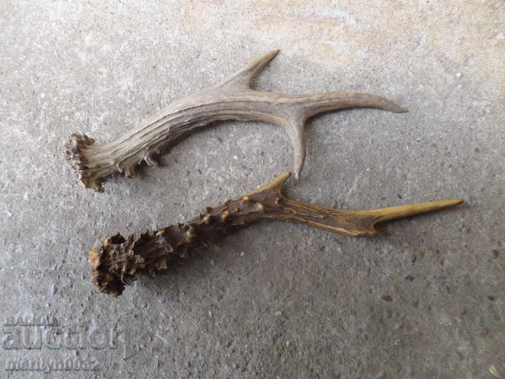 2 NUMBERS OF SARANDAK DOE HORN with price 34.00 BGN | € 17.38 2 NUMBERS OF SARANDAK DOE HORN with price 34.00 BGN | € 17.38