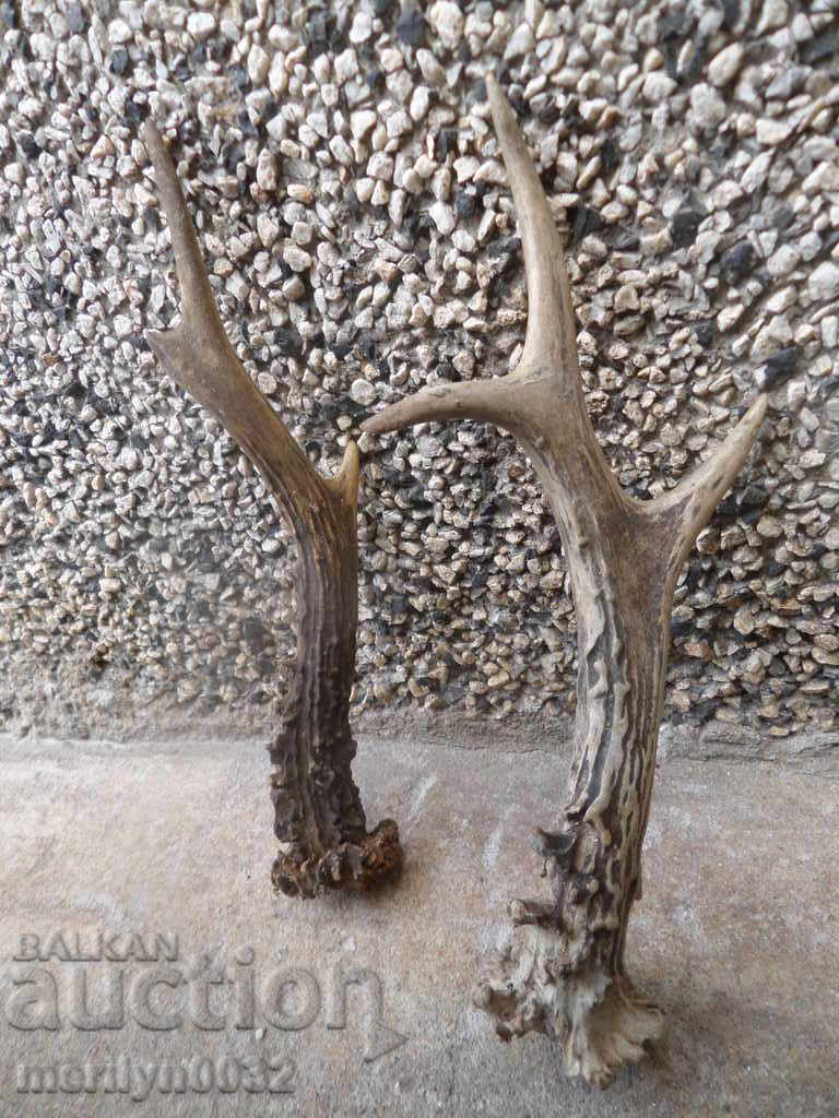 Auction 2 NUMBERS OF SARANDAK DOE HORN Auction 2 NUMBERS OF SARANDAK DOE HORN