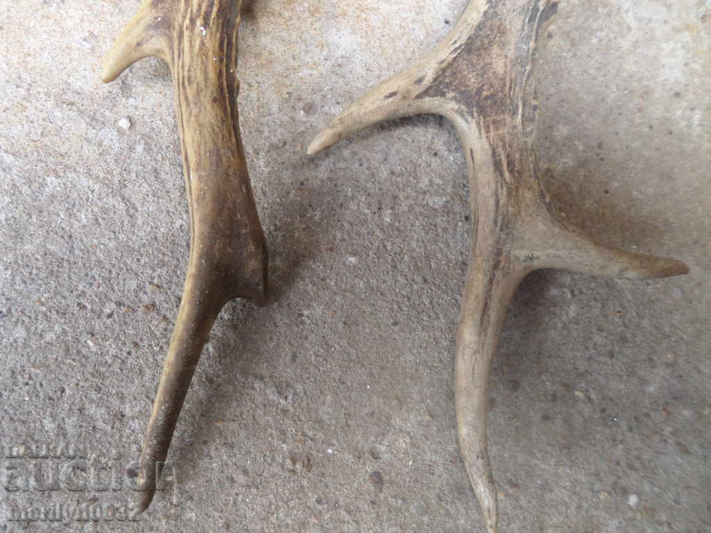 Delivery of 2 NUMBERS OF SARANDAK DOE HORN Delivery of 2 NUMBERS OF SARANDAK DOE HORN