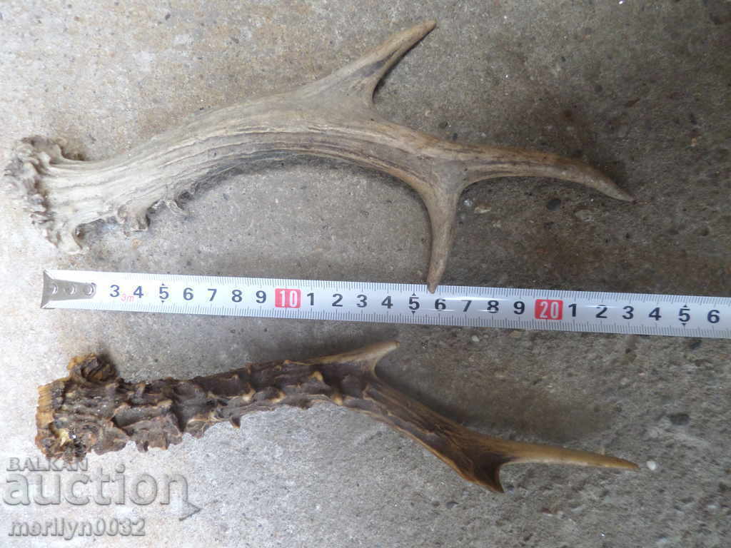 2 NUMBERS OF SARANDAK DOE HORN - 5 2 NUMBERS OF SARANDAK DOE HORN - 5