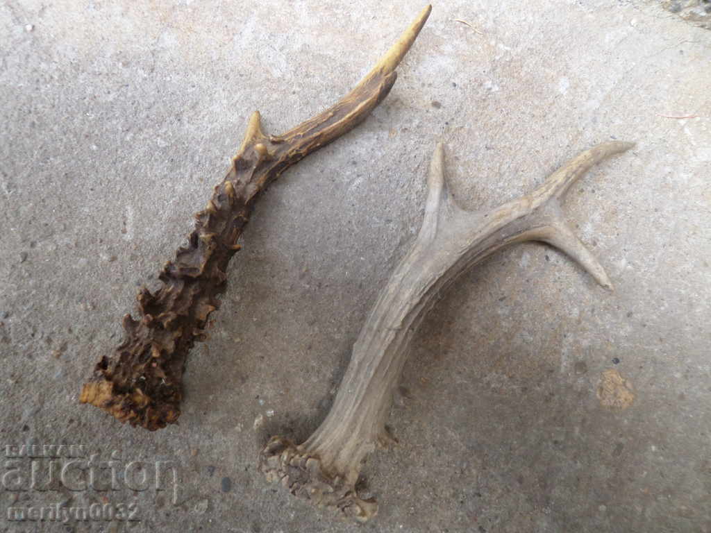 2 NUMBERS OF SARANDAK DOE HORN - 6 2 NUMBERS OF SARANDAK DOE HORN - 6