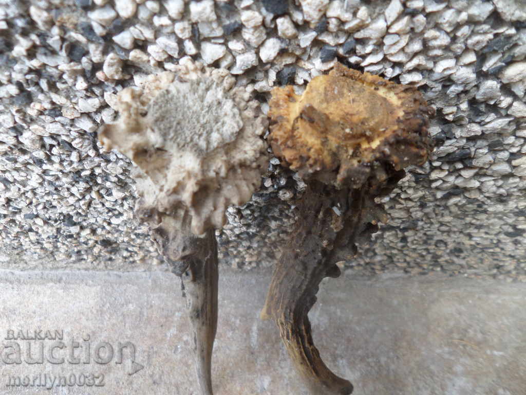 2 NUMBERS OF SARANDAK DOE HORN - 7 2 NUMBERS OF SARANDAK DOE HORN - 7