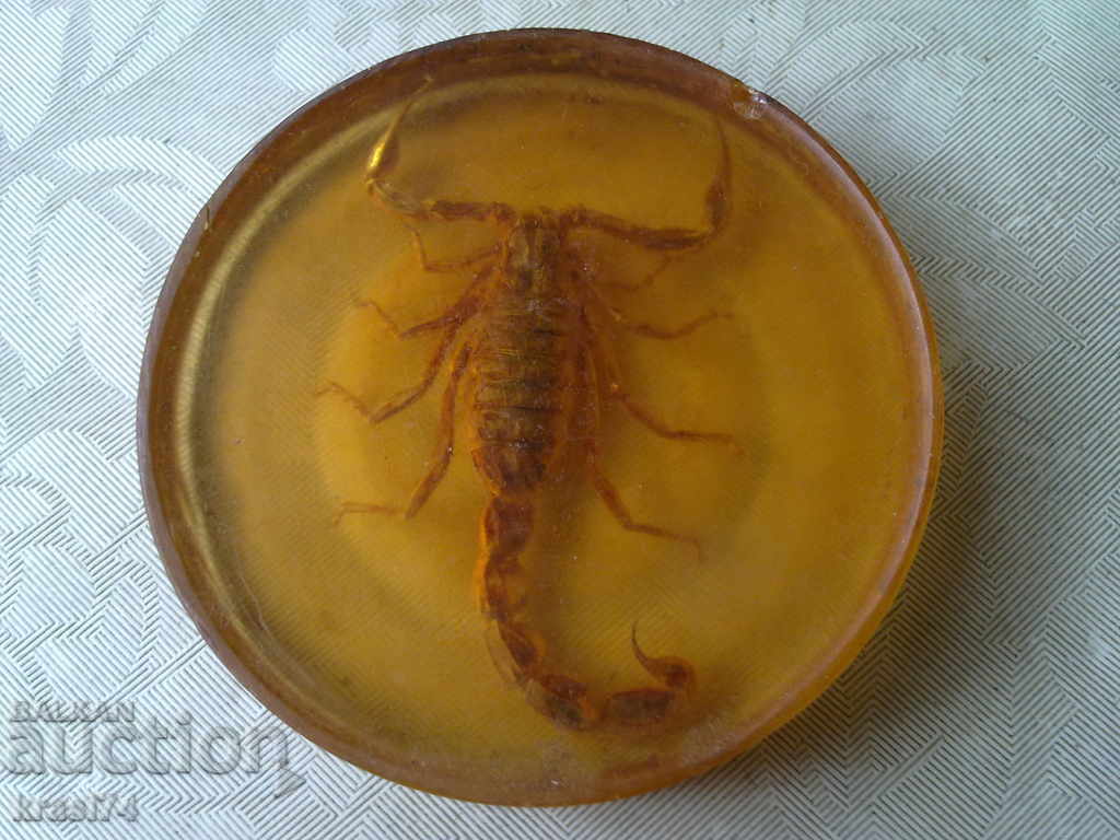 A real scorpion in some resin with price 30.00 BGN | € 15.34 A real scorpion in some resin with price 30.00 BGN | € 15.34