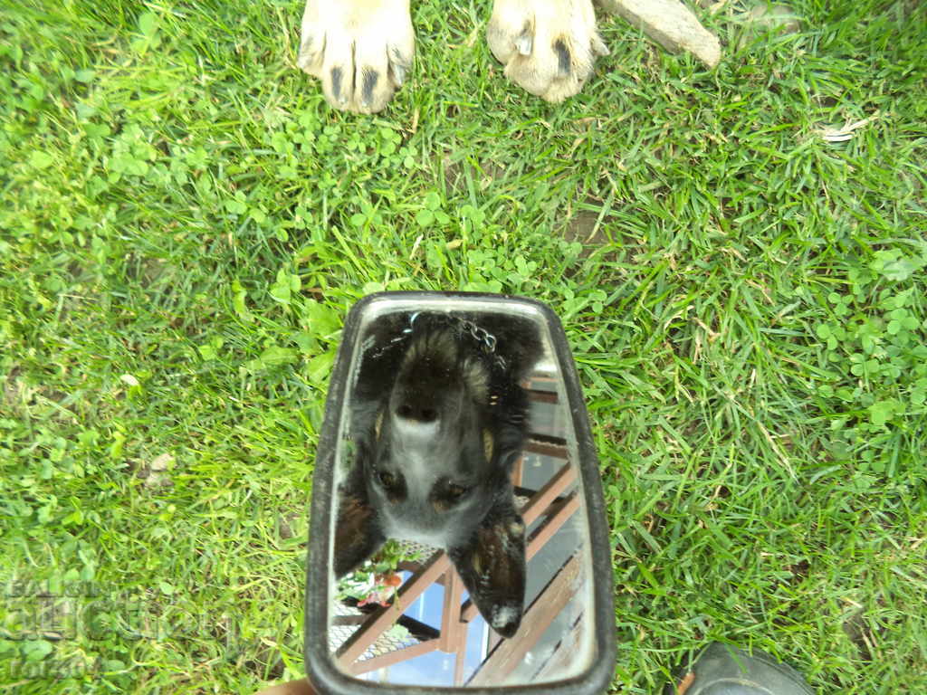 Auction MIRROR Auction MIRROR