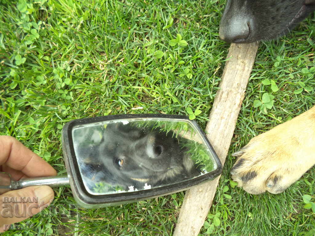 Auction MIRROR Auction MIRROR