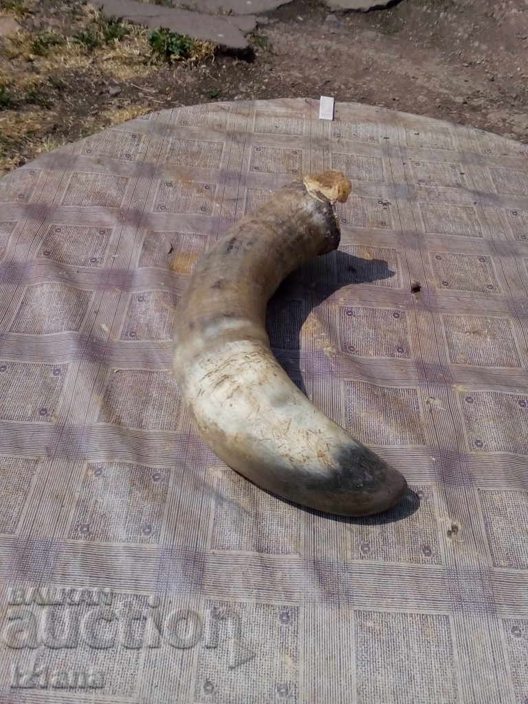 Horn with price 35.00 BGN | € 17.90