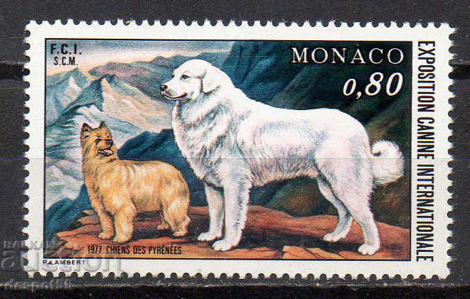 1977. Μονακό. Διεθνές σκυλί - Μόντε Κάρλο.