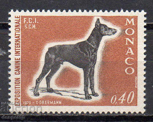 1970. Μονακό. Διεθνές Σκυλί, Μόντε Κάρλο.