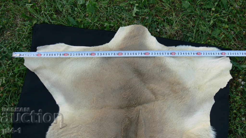 Auction SKIN SKIN Auction SKIN SKIN