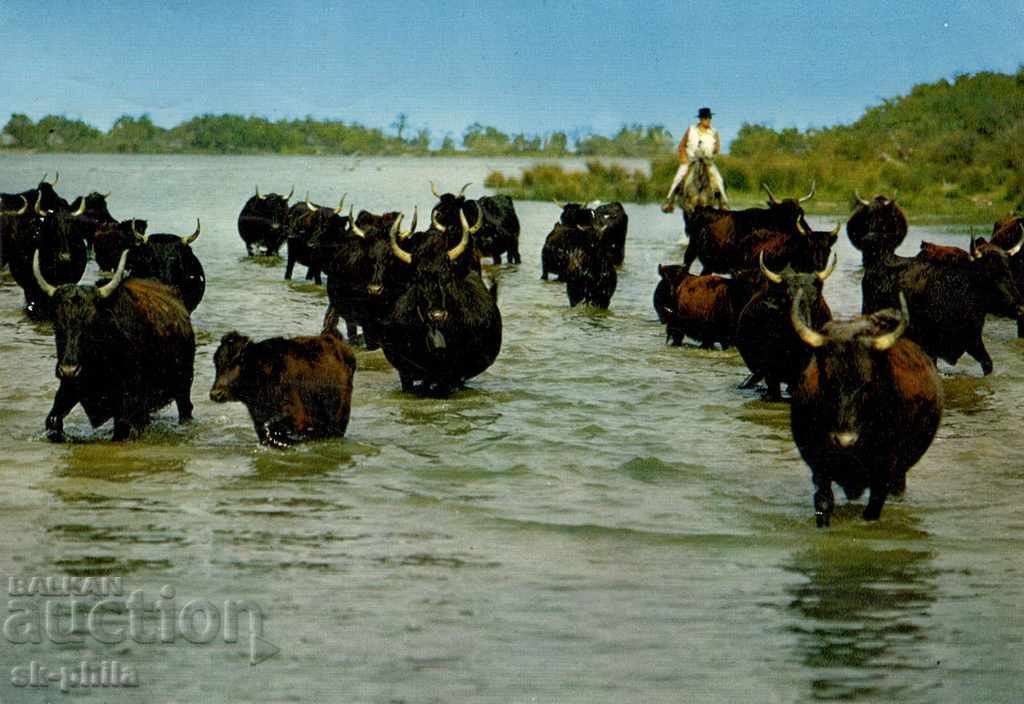 Old card - Fauna - African buffalo herd