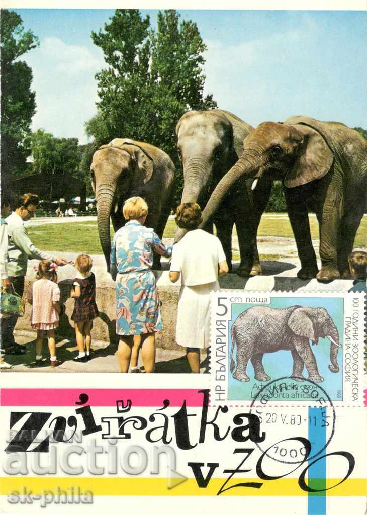 Стара картичка - Фауна - Слонове в зоопарк