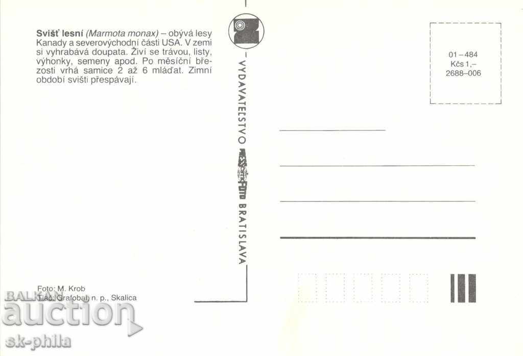 Old card - Fauna - Marmot with price 1.50 BGN | € 0.77 Old card - Fauna - Marmot with price 1.50 BGN | € 0.77