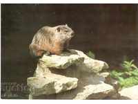 Old card - Fauna - Marmot