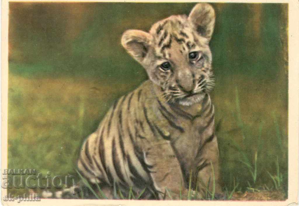 Old card - Fauna - Tiger