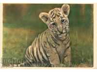 Παλιά κάρτα - Πανίδα - Τίγρης