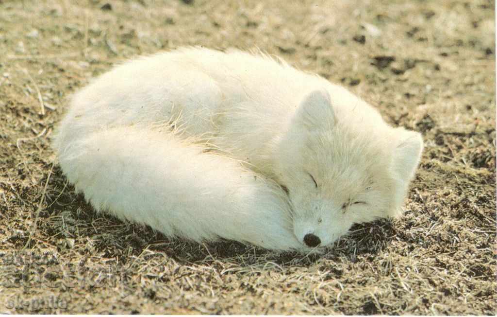 Old card - Fauna - Polar fox