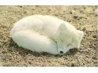 Carte veche - Faună - vulpe polar