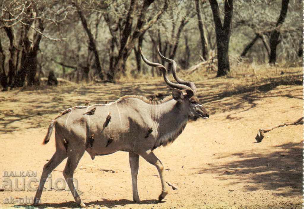 Cartea veche - Fauna - Antilopa Kudou