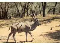 Old card - Fauna - Antilopa Kudou