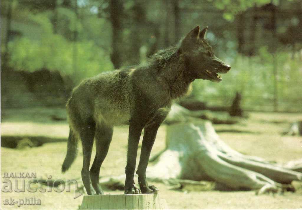 Παλιά κάρτα - Πανίδα - Λύκος