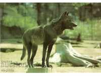 Old card - Fauna - Wolf