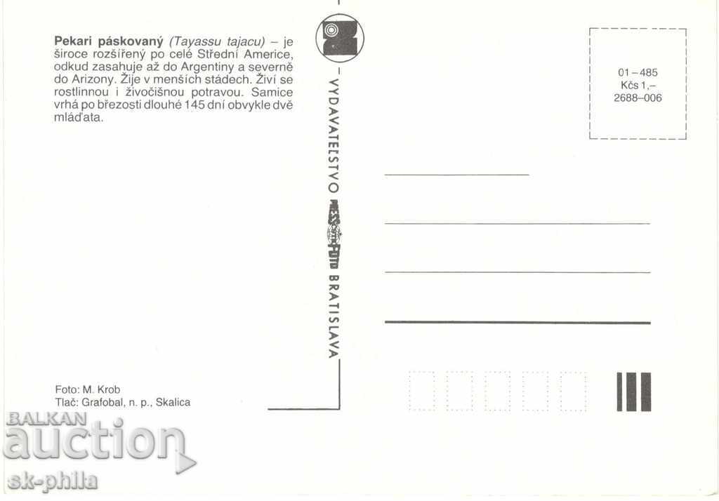 Old Card - Fauna - Wild Pig with price 1.50 BGN | € 0.77 Old Card - Fauna - Wild Pig with price 1.50 BGN | € 0.77