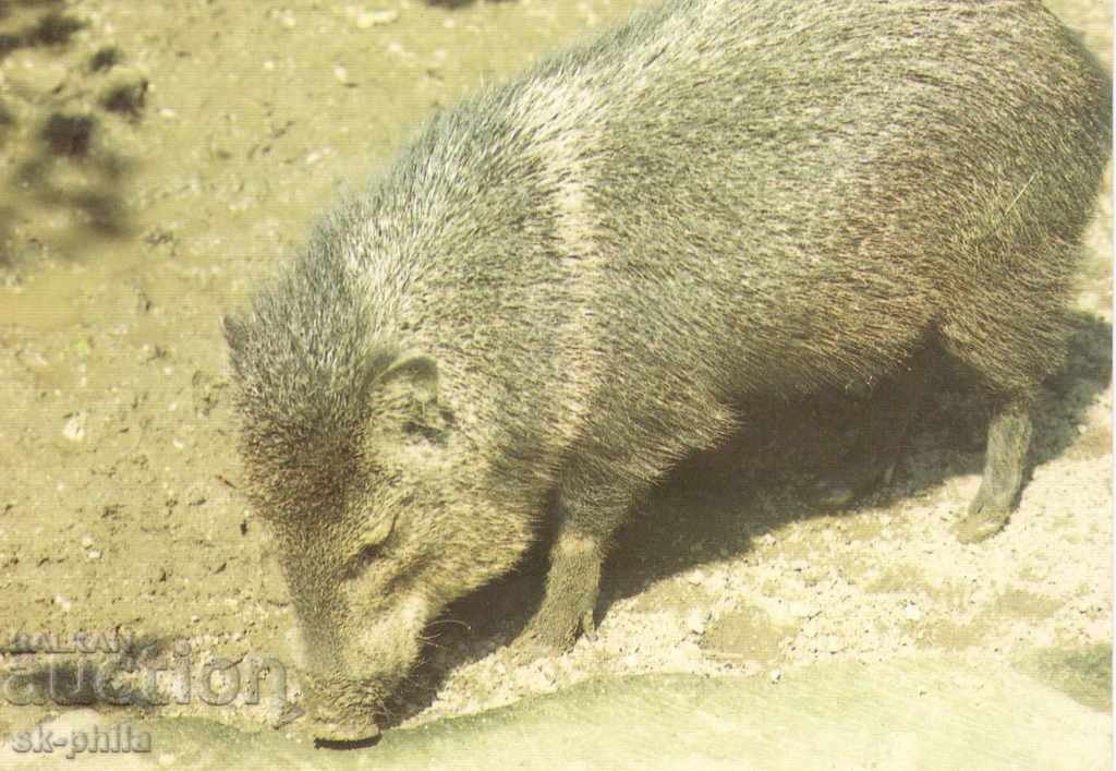 Old Card - Fauna - Wild Pig