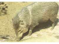 Cartea veche - Fauna - Porc sălbatic