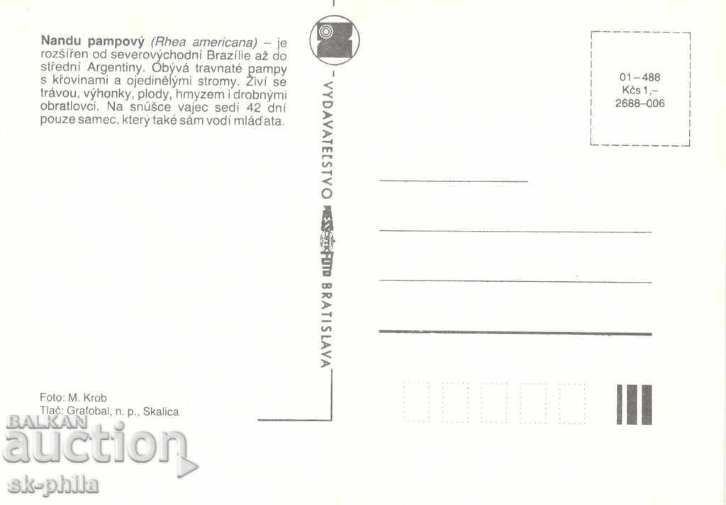 Old card - Fauna - Nandu bird with price 1.50 BGN | € 0.77 Old card - Fauna - Nandu bird with price 1.50 BGN | € 0.77