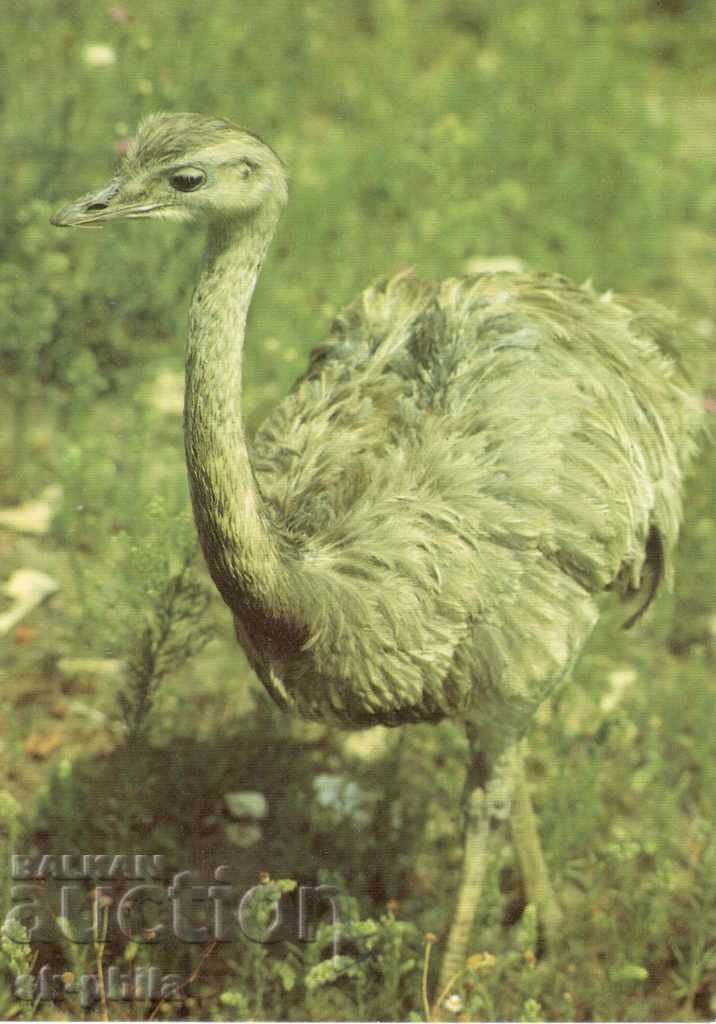 Παλιά κάρτα - Πανίδα - Nandu πουλί