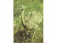 Cartea veche - Fauna - pasăre Nandu