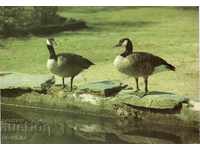Old Postcard - Fauna - Birds Fisher