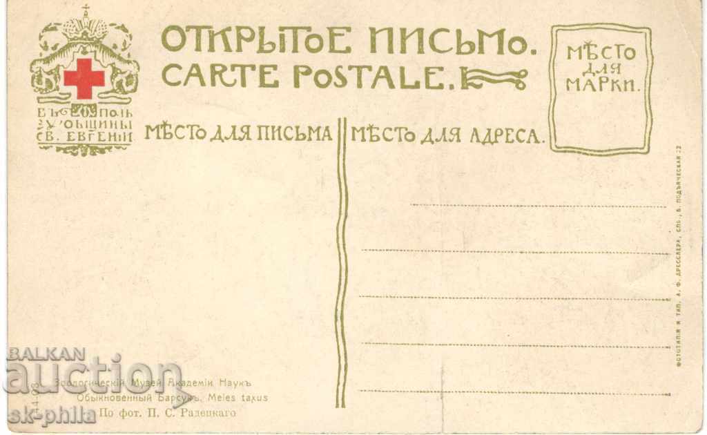 Old postcard - Fauna - Stuffed badger with price 2.50 BGN | € 1.28 Old postcard - Fauna - Stuffed badger with price 2.50 BGN | € 1.28